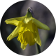 First dafodill