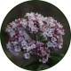 Viburnum