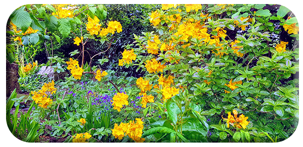 Altamont in May by Maire