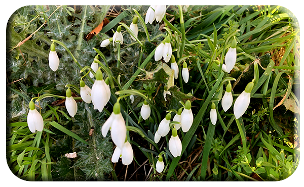 Snowdrops