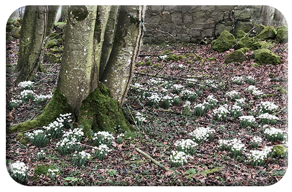 Snowdrops