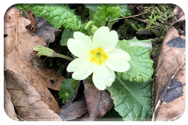 Primrose