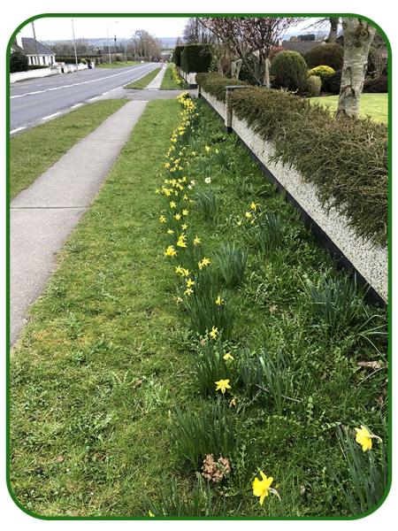 Daffodils