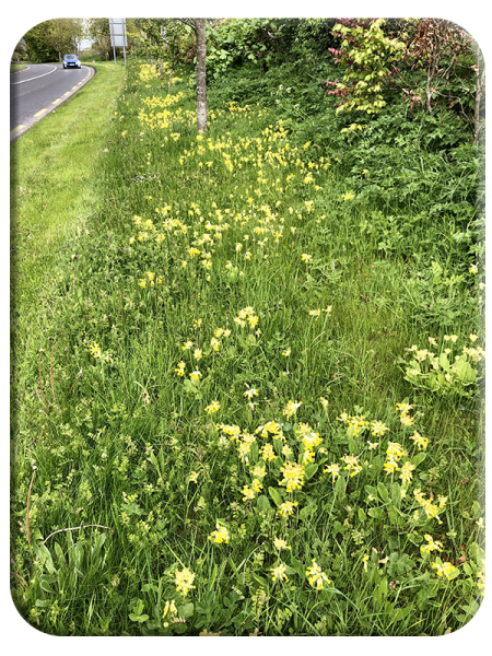 Cowslips
