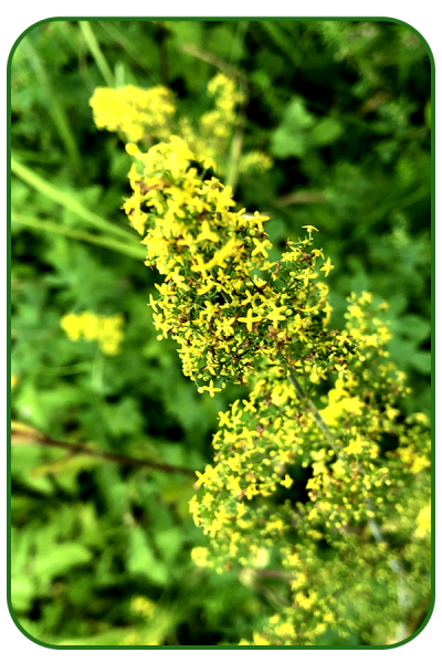 Ladies bedstraw