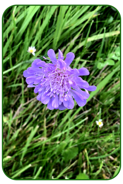 Field scabious
