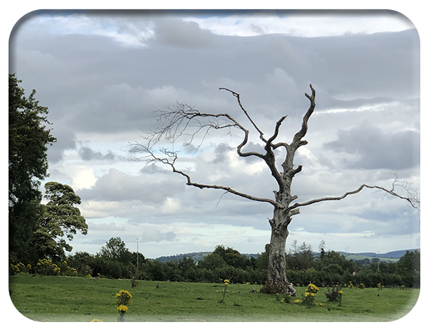 Moribund-tree