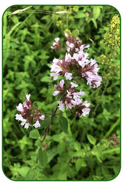 Oregano