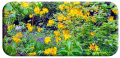 Altamont in May by Maire
