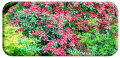 Altamont in May by Maire