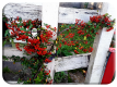 Pyracantha