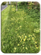 Cowslips