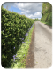 IBluebells