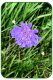Field scabious