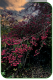 Spindle tree
