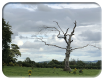 Moribund-tree