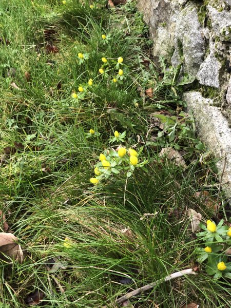 Winter aconite