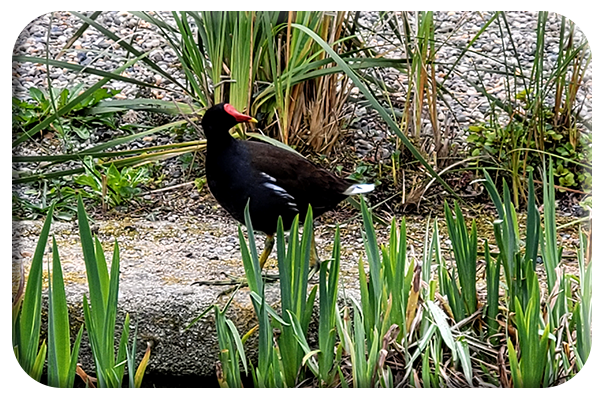 Waterhen