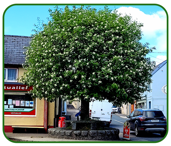 The Bull Tree