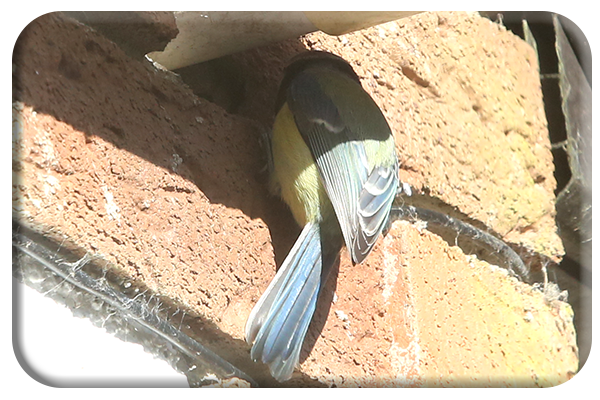 Blue tit