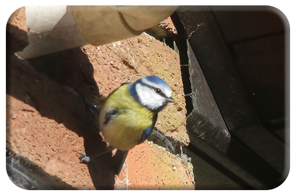 Blue tit