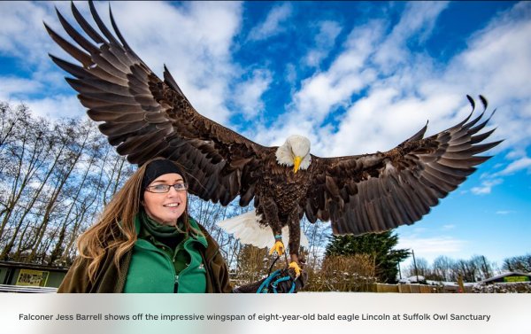 Bald Eagle