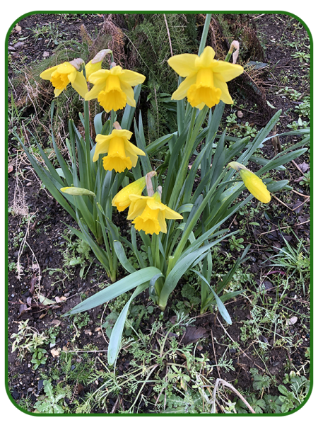 Dafs