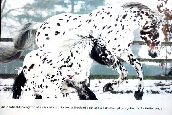 Piebald trio