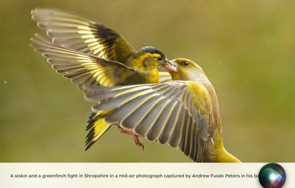 SiskinandGreenfinch