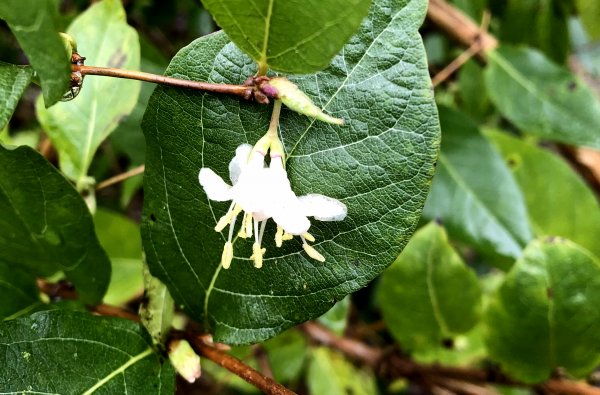 Winter-honeysuckle