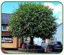The Bull Tree