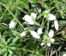 Dnowdrops