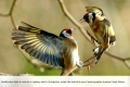 Goldfinches