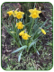 Dafs