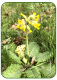 Cowslip
