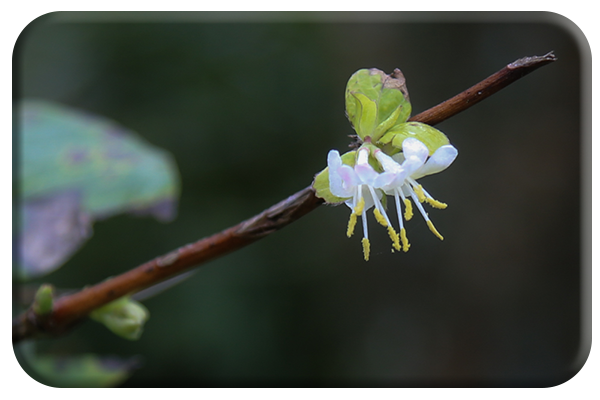 Winter honeysuckle