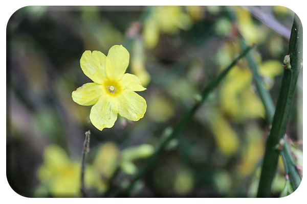Winter flowering Jasmine
