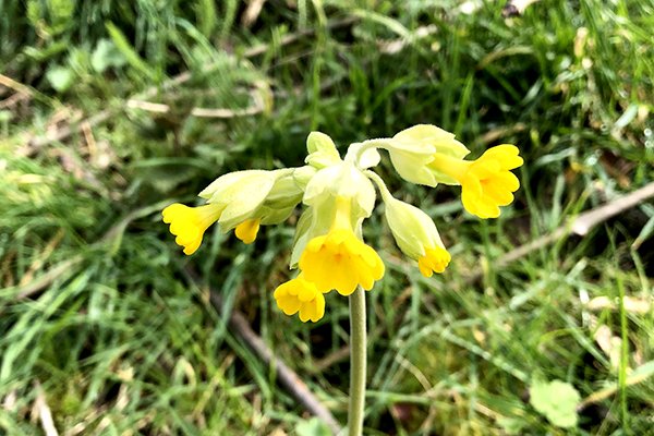 Cowslip