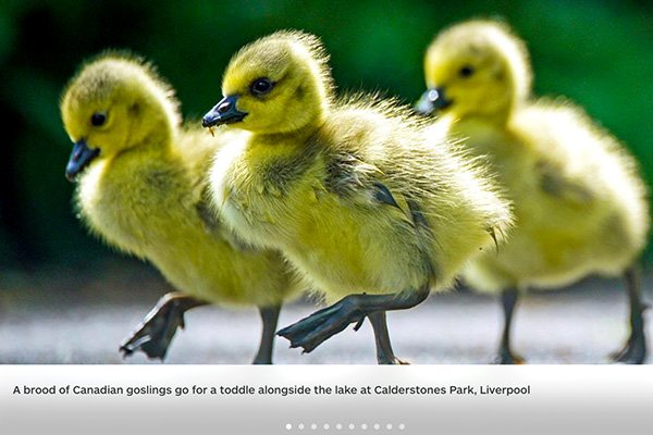 Goslings