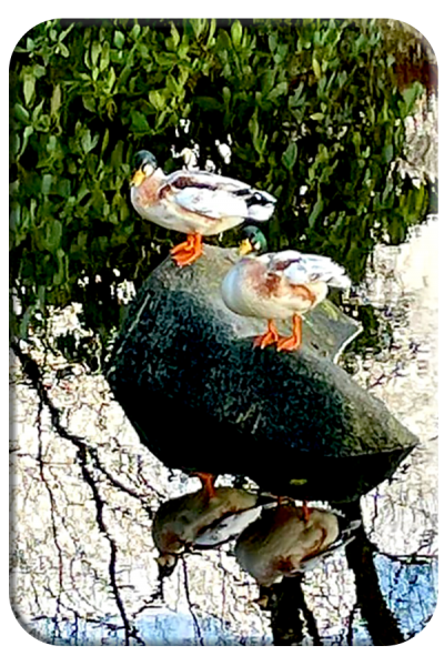 Ducks