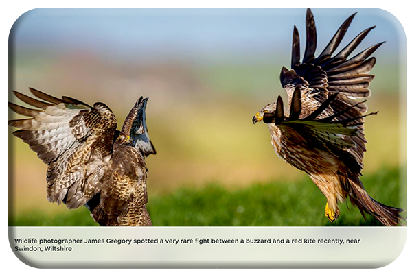 Stand off