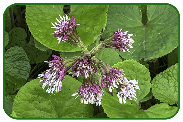 Winter heliotrope