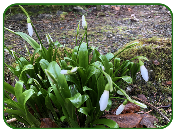 Snowdrops
