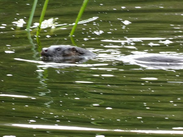 Otter