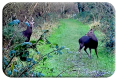 Deer