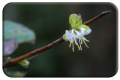 Winter honeysuckle