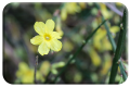 Winter flowering Jasmine