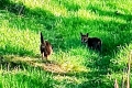 Fox-and-cat
