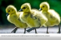 Goslings