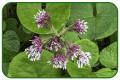 Winter heliotrope
